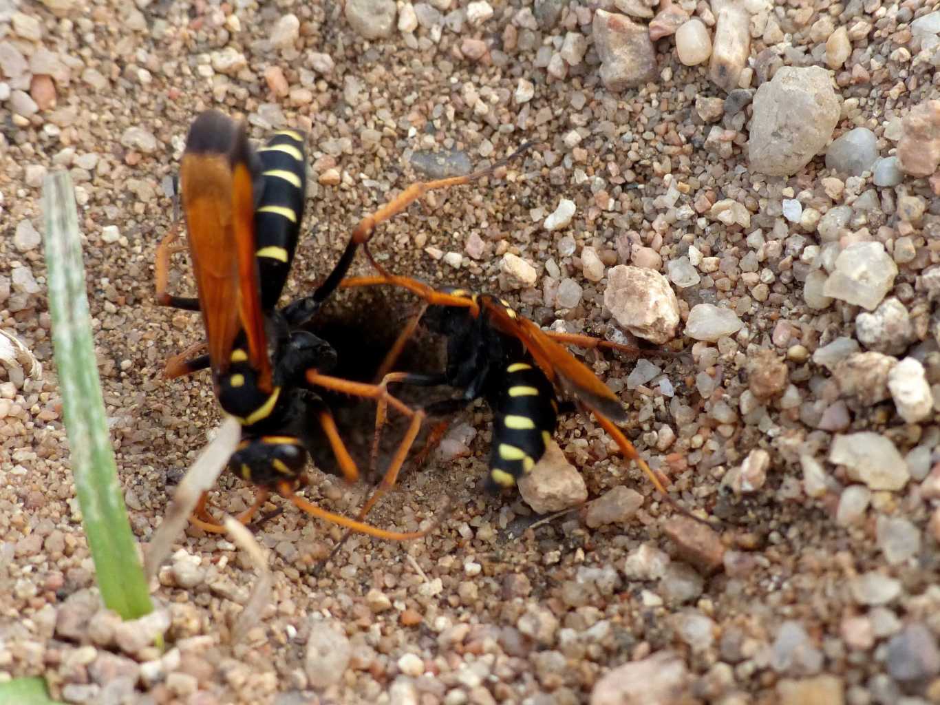 Batozonellus lacerticida: video e foto